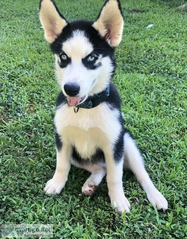 Siberian Husky for Sale