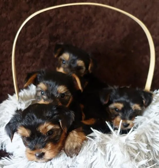 Yorkie puppies
