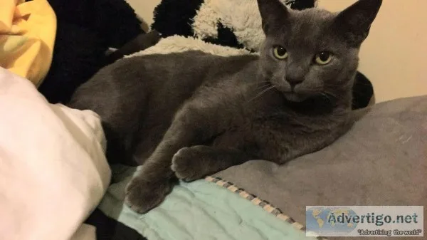 Lost cat reward if returned safely