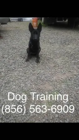 Potty training for your puppy  