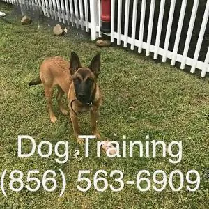 Working with problem dogs