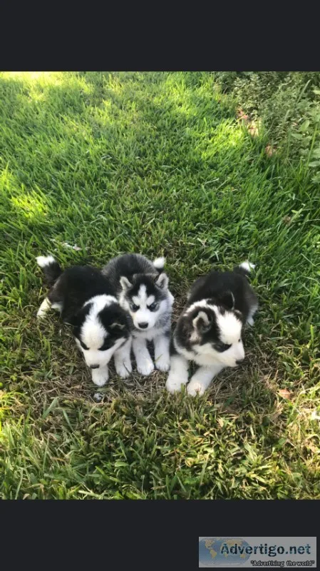 Aluskie pups for sale