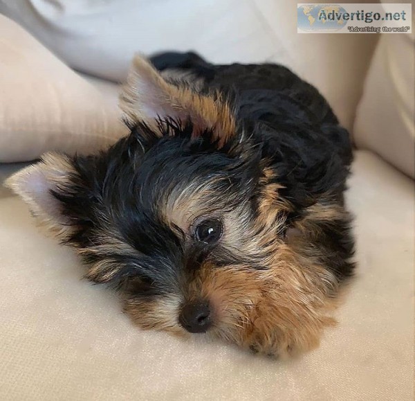 yorkie puppies for sale