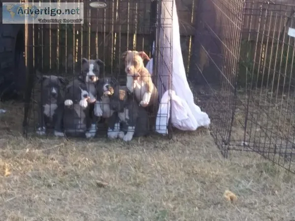 American Bully pups
