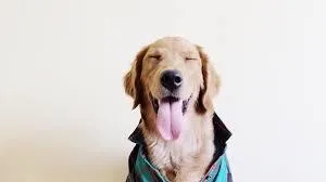 Pet  sister  Dog walker manhattan area