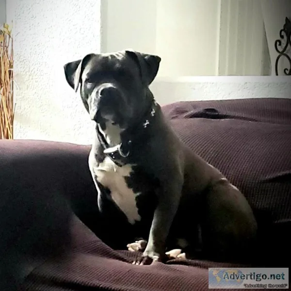 female bluenose pit