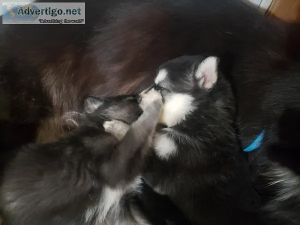 Husky puppies