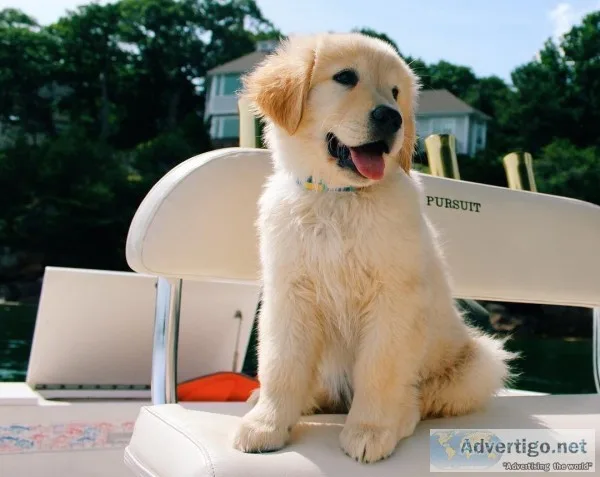 Golden Retrievers (Male and Female)