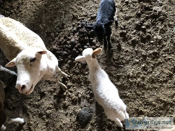 Sheep for Sale