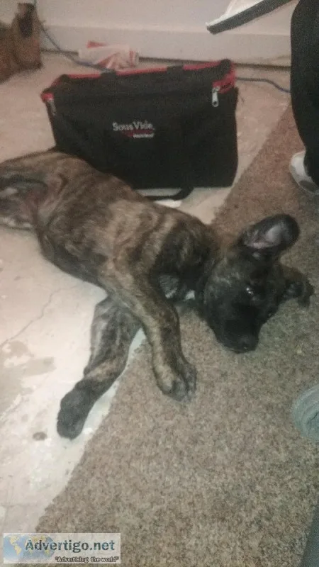 bull mastiff king shepherd
