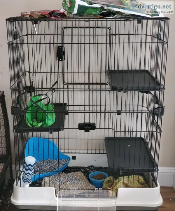 Albino ferret w cage and accessories