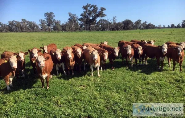 Simmental Beefmaster and Santa Gertrudis Heifers ready