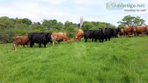 Prospect RedBlack Angus Charolais and Hereford Heifers available