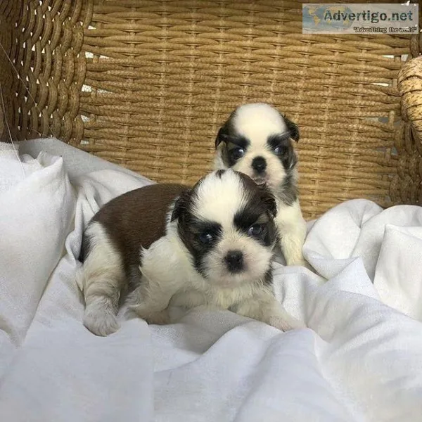 Teacup shih tzu