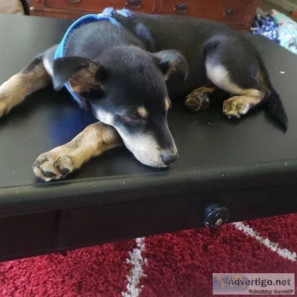 border collie lab mix puppies