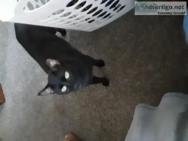 Black cats are awsome