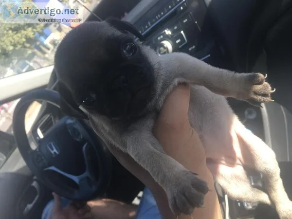 Cute pug