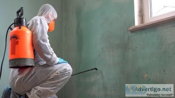Mold Remediation In Downtown Miami