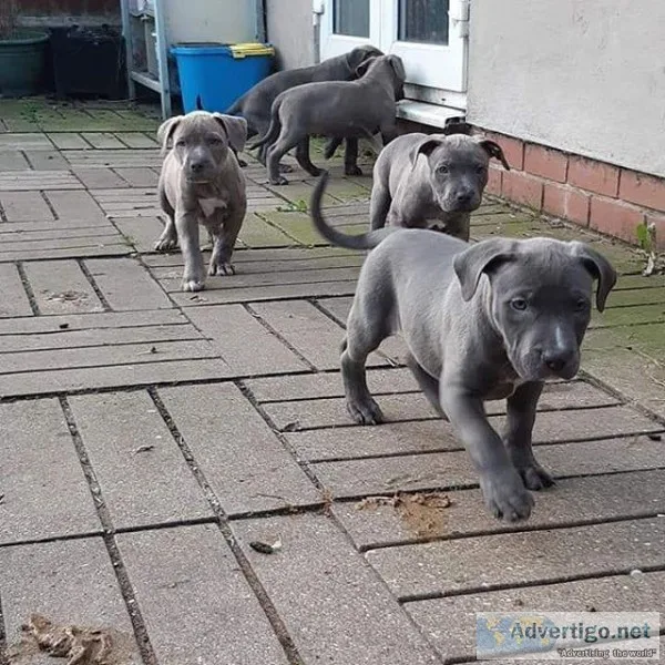 Pit Bull Pugs
