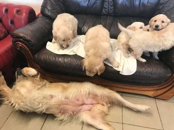 Golden Retriever Puppies