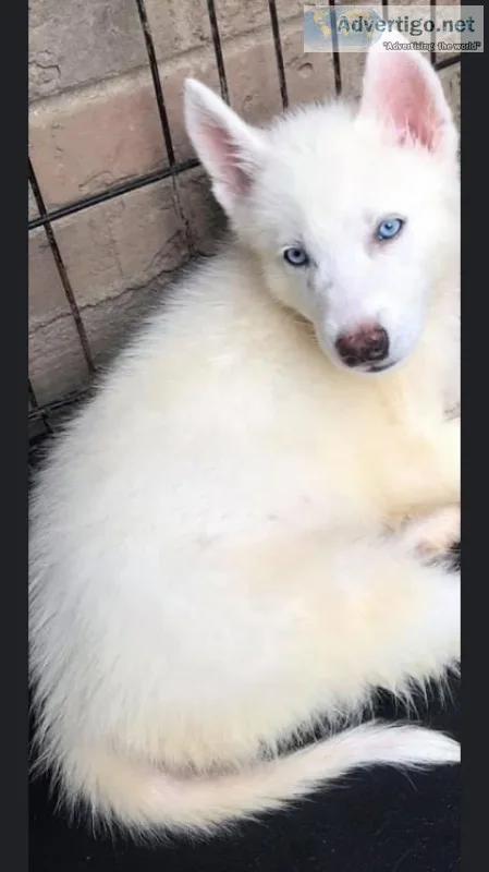 Alaskan white husky