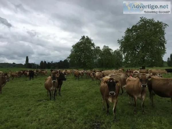 Healthy Jersey Heifers