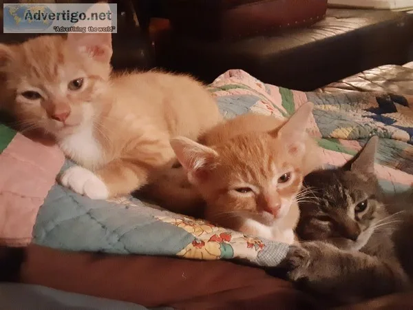 Kittens North MS