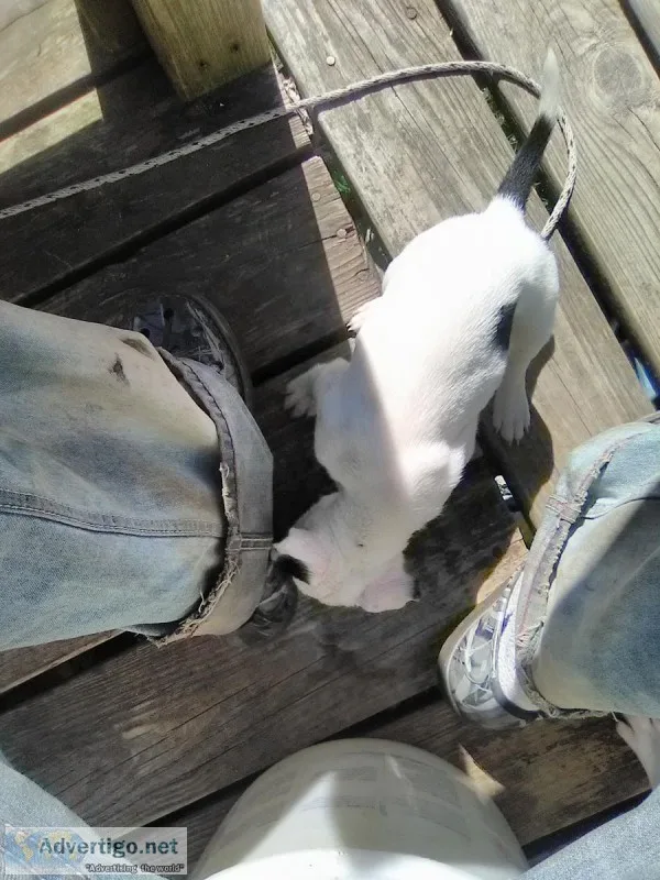 Pit puppies for sale beautiful litter