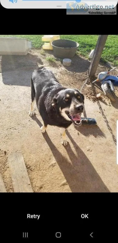 Free dog to good home