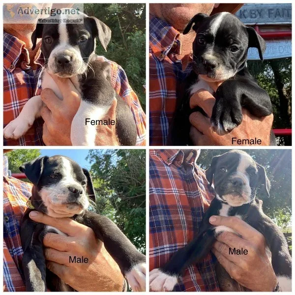 Alapaha Blue Blood Bulldog