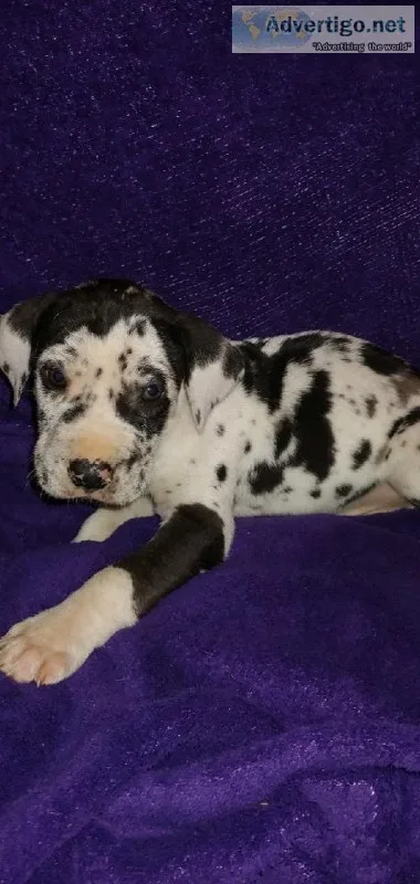 Akc Great Dane Pups