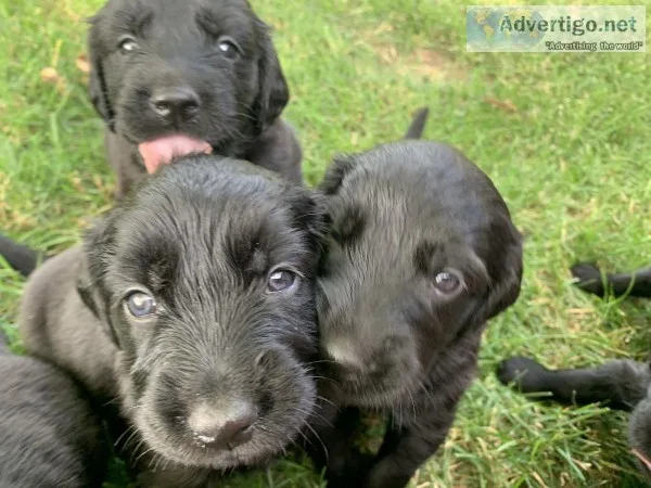 Flat coated retriever