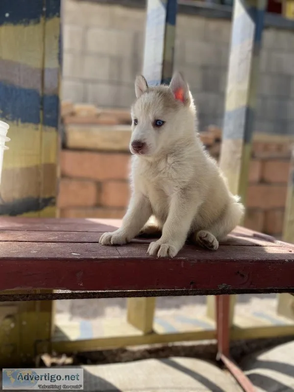 Husky