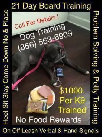 All Dogs training available