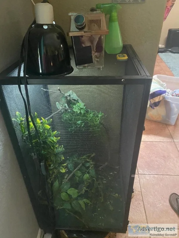 Veiled Chameleon