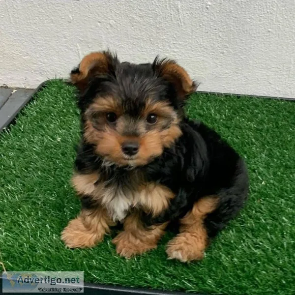yorkie puppies