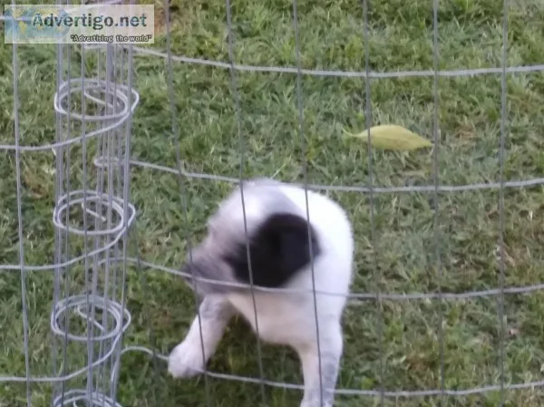 Pure Breed Queensland Heeler Pups for sale