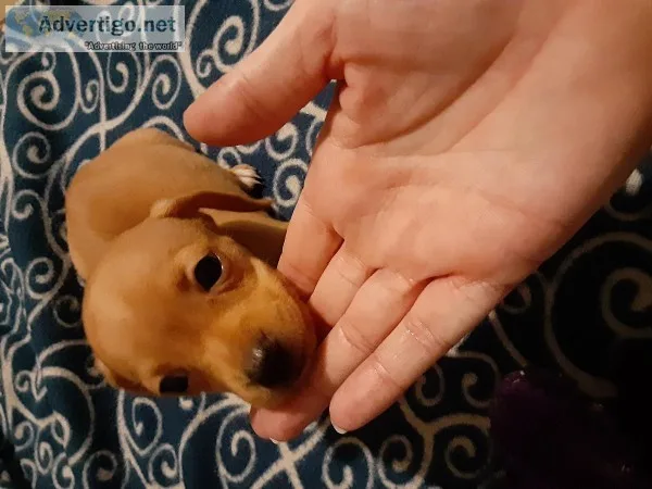 Daschund puppies