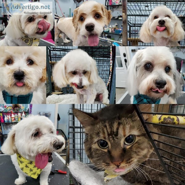 Experienced Groomers Assistant