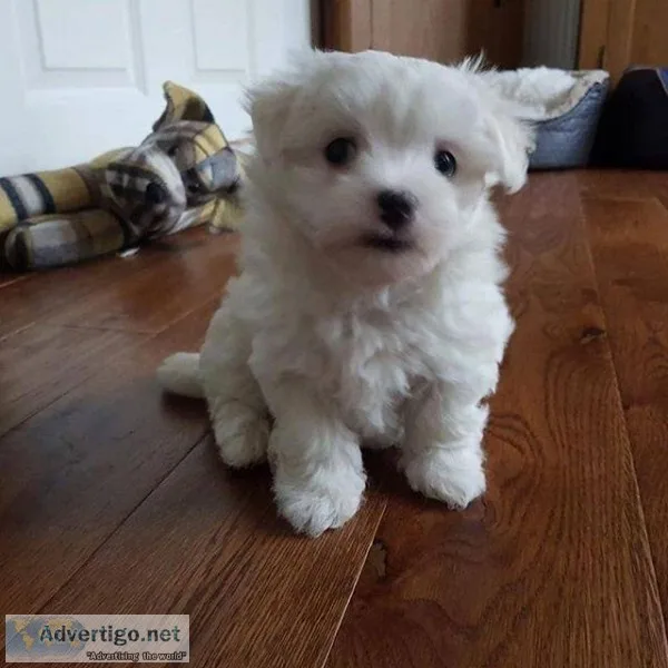 MALTESE puppies