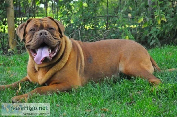 Nice Big Bone Dougue De Bordeaux