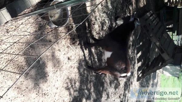 3 billy goats pigmy 6 months 9 months1 year old