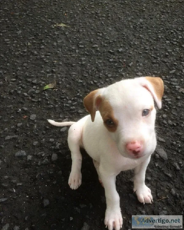Adorable pitbull puppies for sale