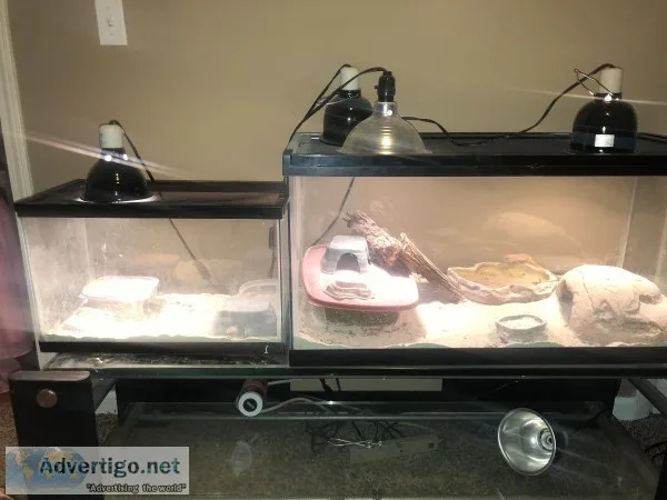 Pair of mating geckos and 1 male gecko with tanks