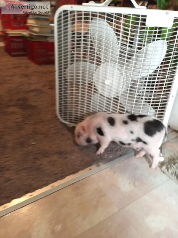 Micro potbelly pig