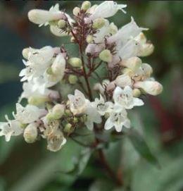 Buy Penstemon digitalis Husker Red Beardtoungue - 1 Gal.