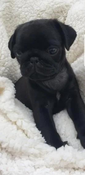 Male Pug For Sale