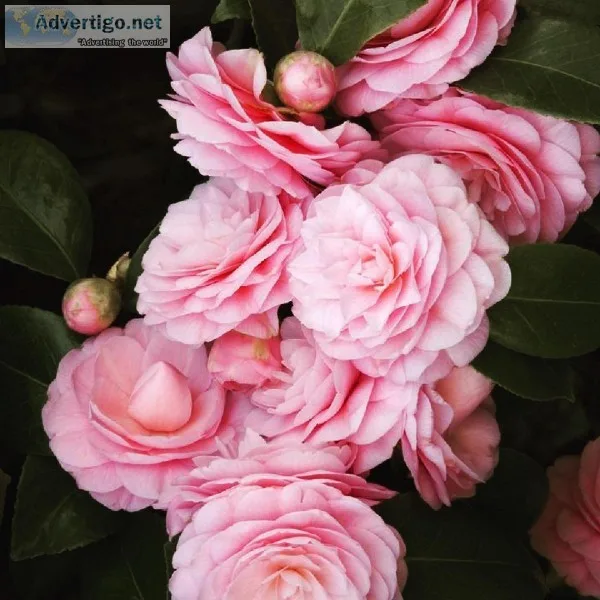 Get Plants  Flowers  House plants and all your home garden suppl