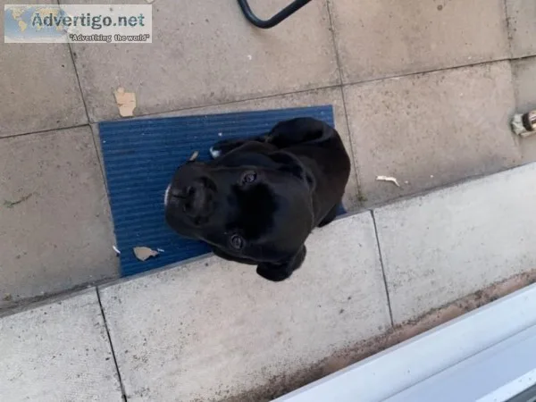 Playfull Cane corso puppies for sale to good homes