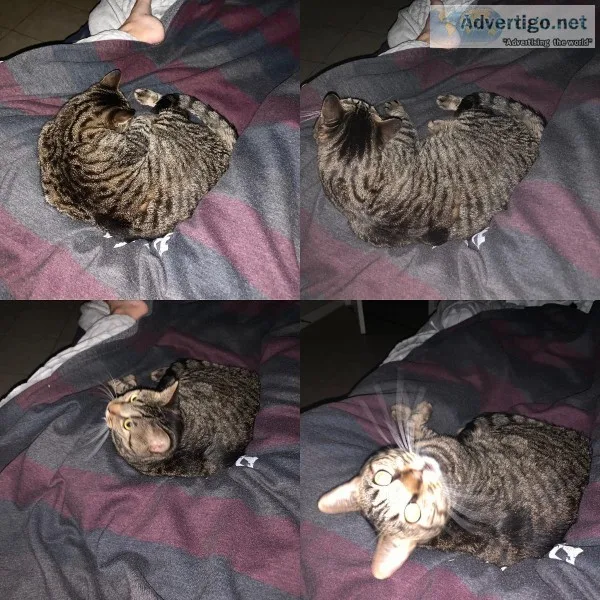 2 cats for sale